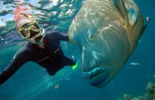 Grande Barrière de Corail